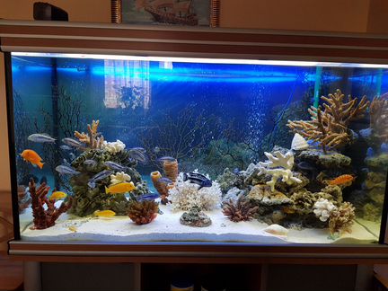 Оформление и обслуживание аквариумов