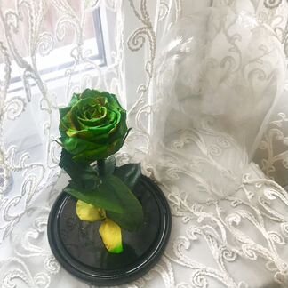 Живая зелёная роза в колбе