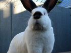 Чистопородные Калифорнийские и Бунгуркские кролики