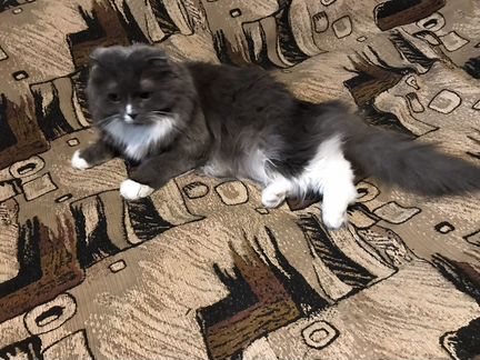 Шотландская вислоухая кошечка