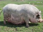 Продам вьетнамских свиней живой вес объявление продам