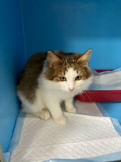 Котенок в добрые руки