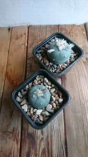 Диффуза / фричи. Кактус. Сукуулент