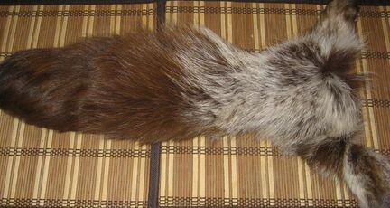 Хвост енота с лоскутом шкуры