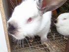 Калифорнийские кролики объявление продам