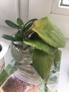 Ростки фиалки