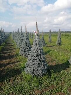 Ель голубая Ольденбург 1.5 - 1,75 м