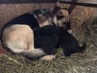 Сука щенок восточноевропейской овчарки объявление продам