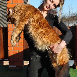 Котята мейн кун из питомника. Папа 11600 грамм