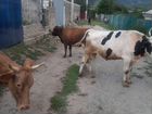 Две дойные коровы и бычок