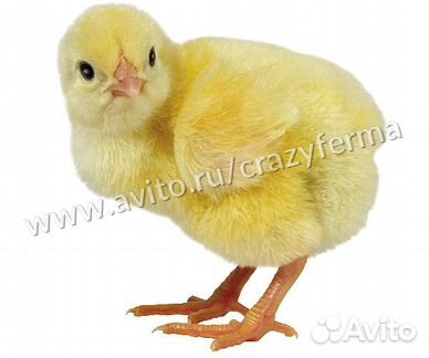 Брудер для цыплят