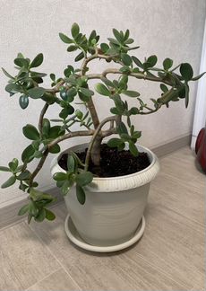 Денежное дерево