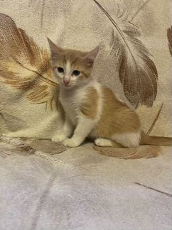 Котенок мальчик бесплатно рыжий