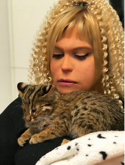 Азиатский котенок кошка подростки