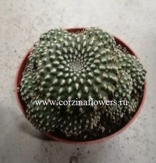 Кактус Сулькоребуция Хелиосоидес