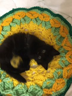 Котёнок девочка 2 месяца