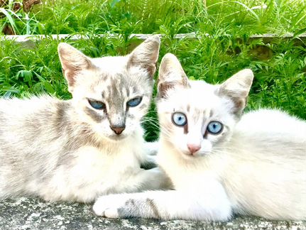 Котята с голубыми глазами