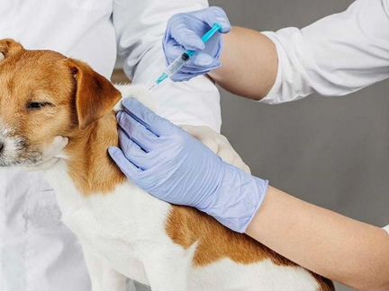 Ветеринарный врач. Ветеринар. Круглосуточно