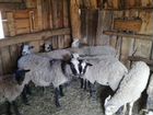 Романовские овцы и баран
