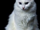 Котята белые объявление продам