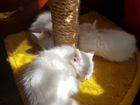 Котята белые турецкая ангора объявление продам