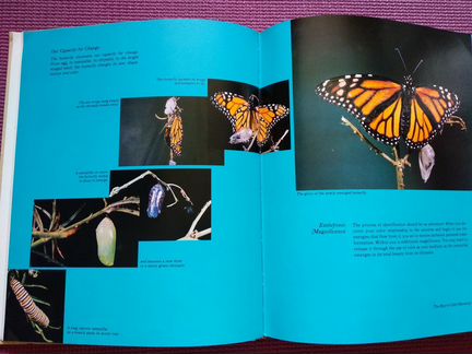 Книга Color: the essence of you. Suzanne Caygill