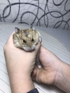 Ждунгарский хомяк