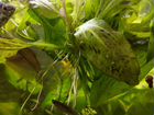 Аквариумное растение эхинодорус крапчатый (оцелот)