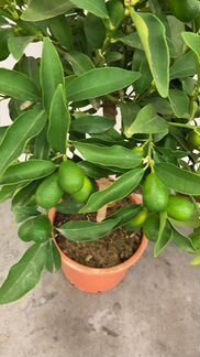 Кумкват цитрус с плодами Н 70-80 см