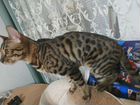 Бенгальский кот приглашает кошечку объявление продам