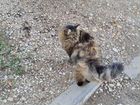 Сибирская кошка в добрые руки бесплатно объявление продам