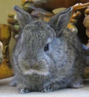 Кролик карликовый голландский