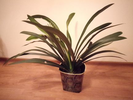 Растения для интерьера комнаты или зимнего сада