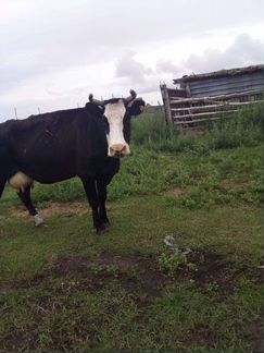 Корова 8 лет - фотография № 1