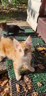 Котята в дар