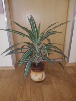 Драцена