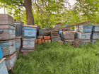 Улики для пчёл
