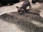 Кошечка порода канадский сфинкс объявление продам