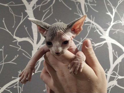 Котенок канадский сфинкс