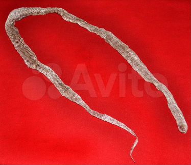 Выползок змеи Шренка - Амурский полоз