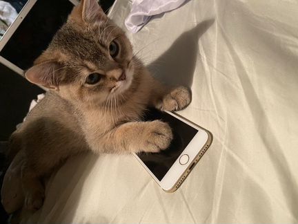 Продам iPhone 7