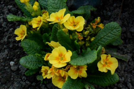 Примула многолетняя