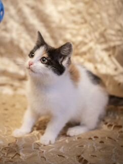 Трехцветная малышка котенок Нюша 2,5 месяца в добр