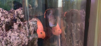 Акара бирюзовая