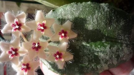 Сaudata silver splash, Pimentiliana/Cagayanensis