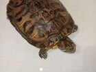Красноухая черепаха большая
